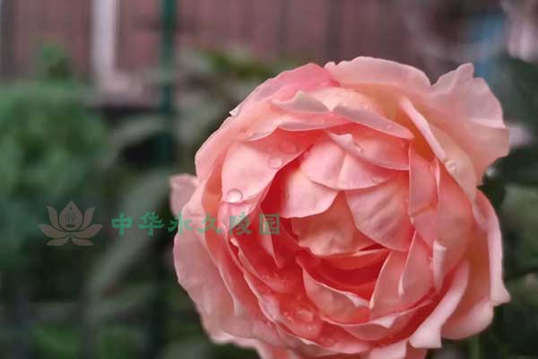 北京陵园价格合理,让缅怀之路更加平和